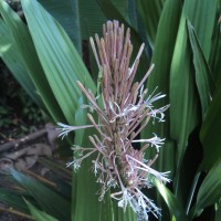 Dracaena aubryana Brongn. ex É.Morren